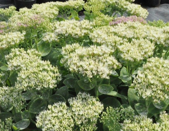 Rozchodník Stardust