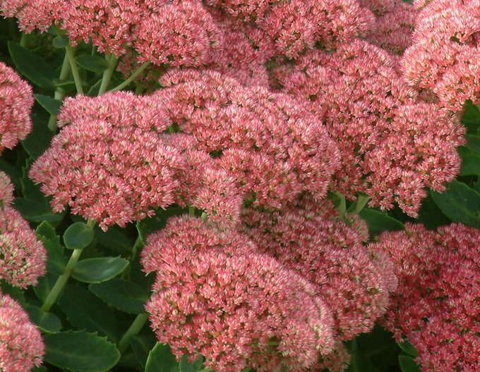 Rozchodník Herbstfreude