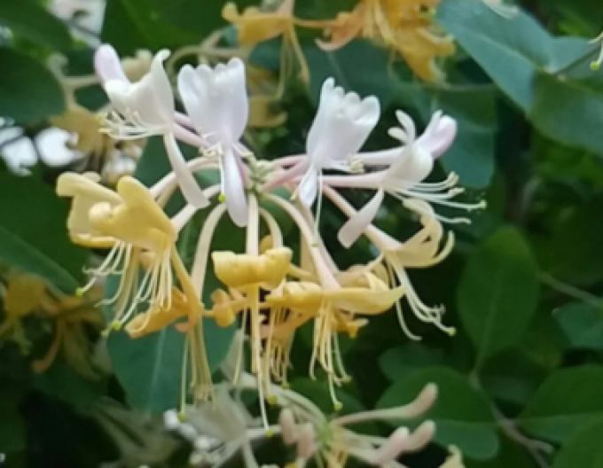 Zimolez ovíjivý ’Graham Thomas’