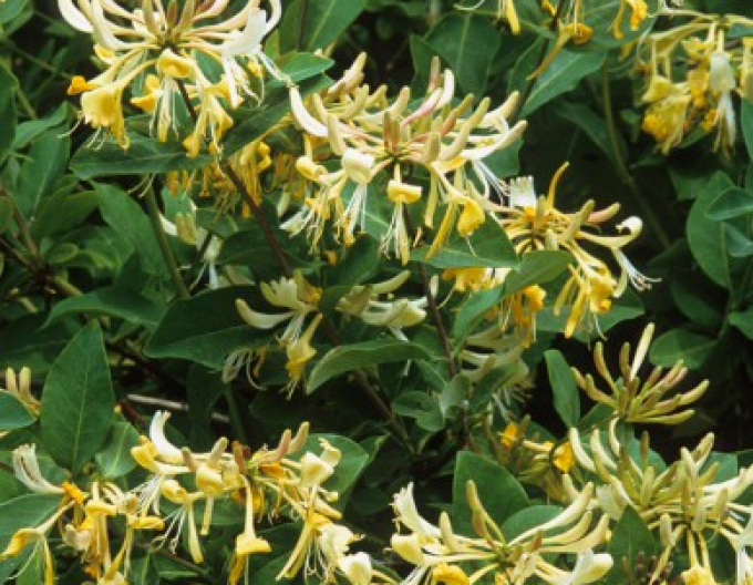 Zimolez ovíjivý ’Graham Thomas’