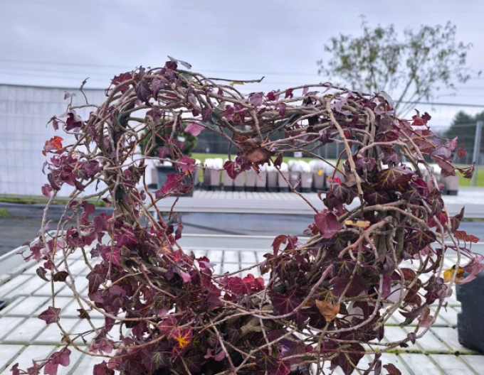 Břečťan ve tvaru srdce