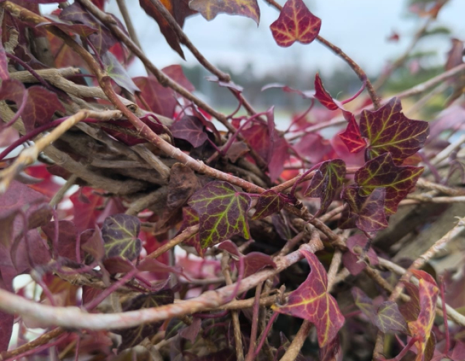 Břečťan ve tvaru srdce