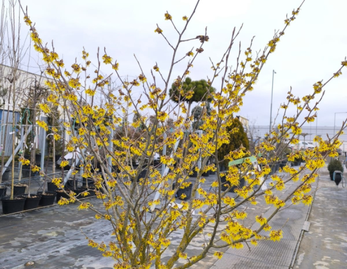 Vilín prostřední ´Arnold Promise´