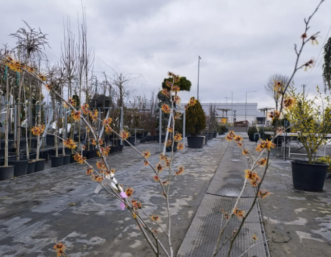 Vilín Orange Beauty