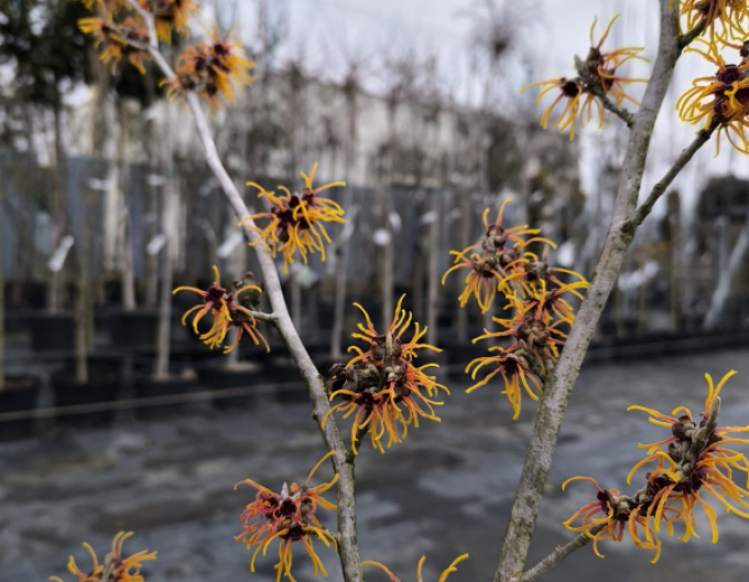 Vilín Orange Beauty