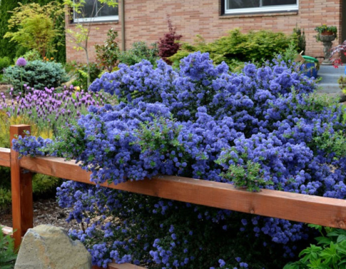 Latnatec Julia Phelps