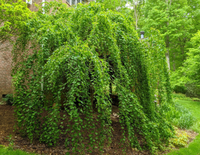 Zmarličník japonský