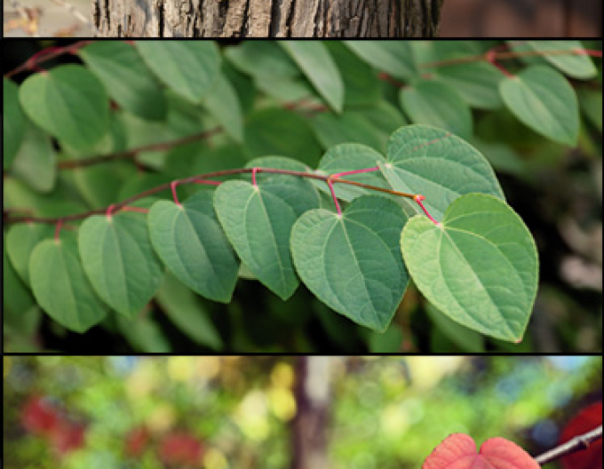 Zmarličník japonský