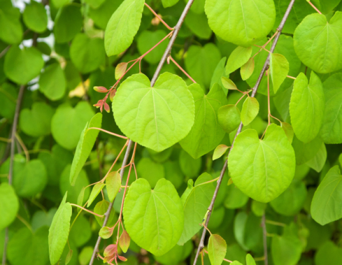 Zmarličník japonský