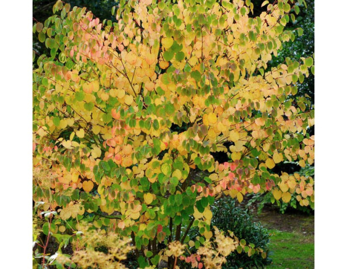 Zmarličník japonský