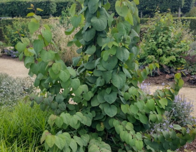 Zmarličník japonský