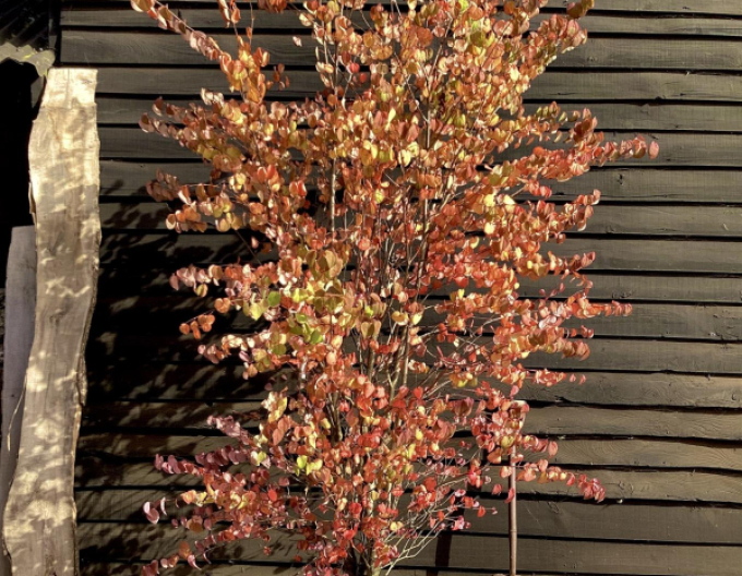 Zmarličník japonský