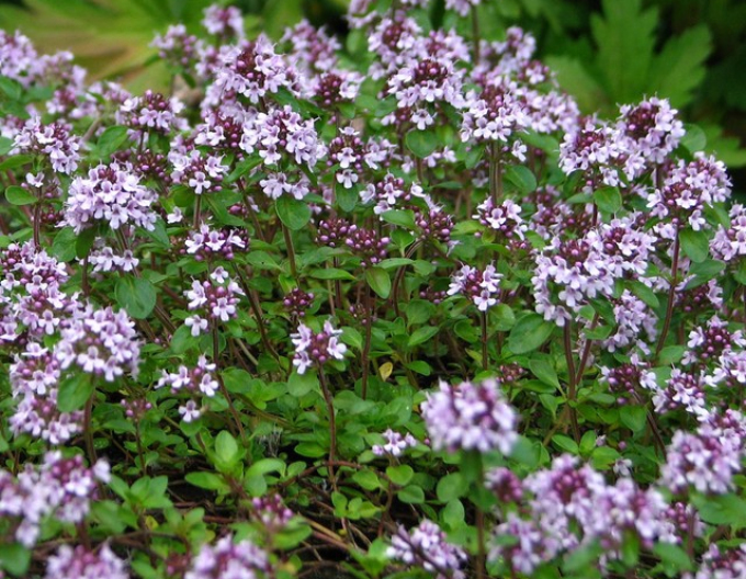 Mateřídouška úzkolistá