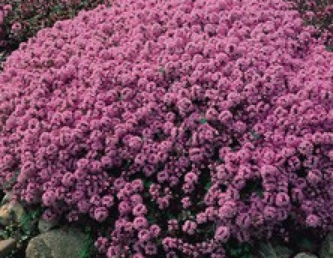 Mateřídouška úzkolistá