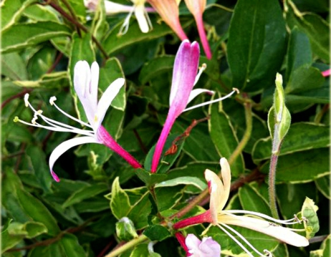 Zimolez japonský Purpurea