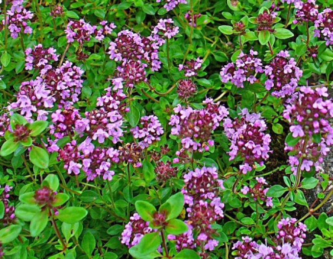 Mateřídouška úzkolistá