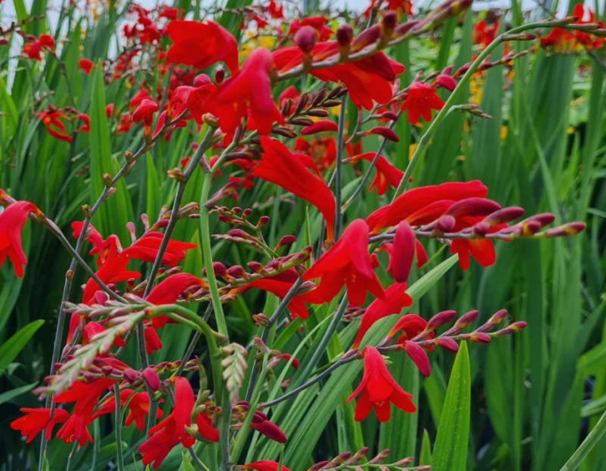 Montbrécia  - Crocosmia ’Emberglow’