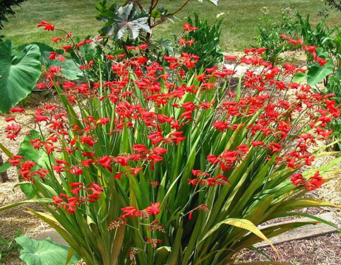 Montbrécia  - Crocosmia ’Emberglow’