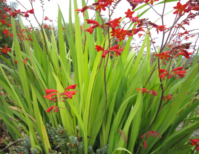 Montbrécia  - Crocosmia ’Emberglow’