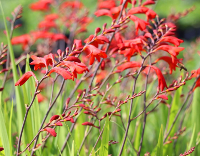 Montbrécia  - Crocosmia ’Emberglow’