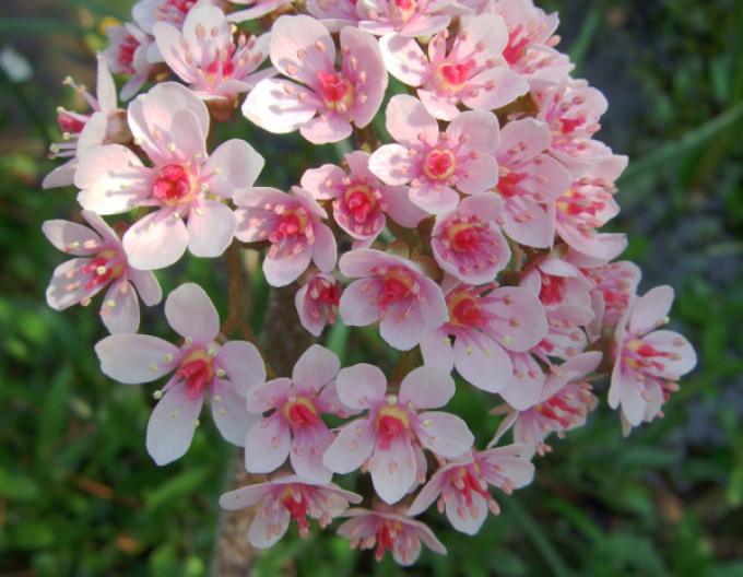 Darmera štítnatá - Indická rebarbora