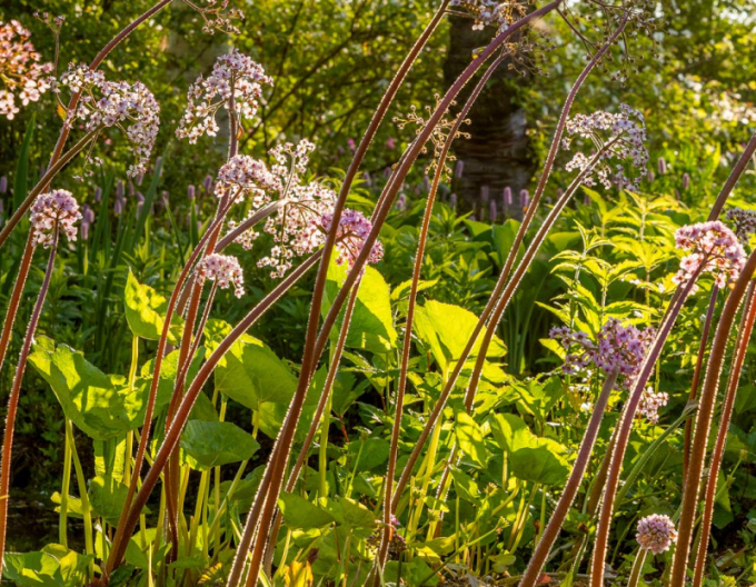 Darmera štítnatá - Indická rebarbora