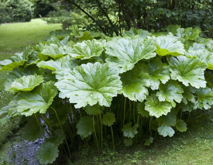 Darmera štítnatá - Indická rebarbora