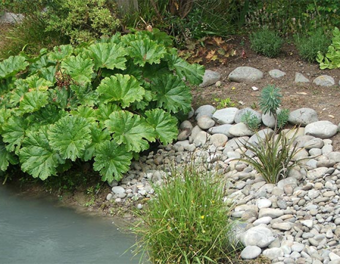 Darmera štítnatá - Indická rebarbora