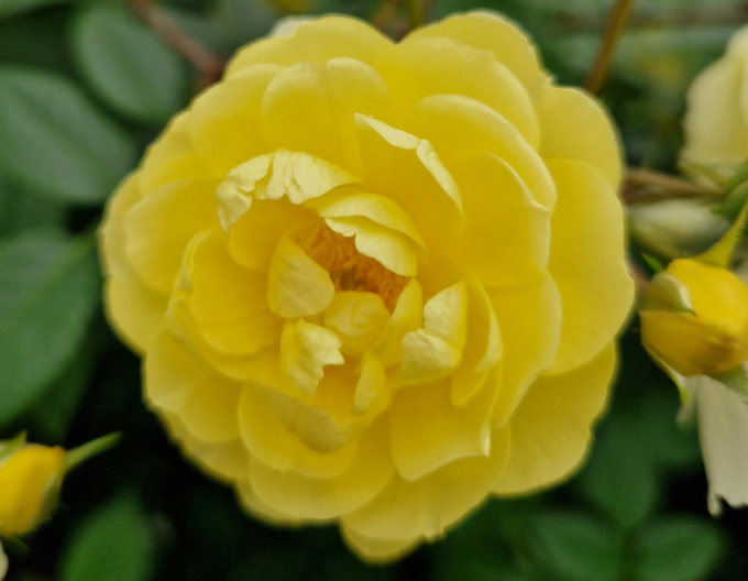 Růže Lemon Siluetta