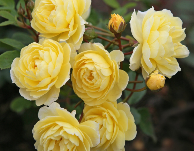 Růže Lemon Siluetta