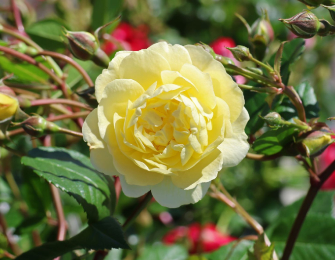 Růže Lemon Siluetta