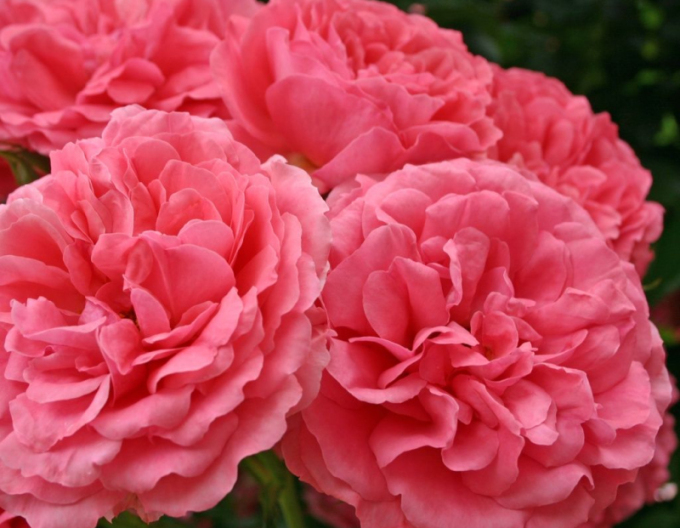 Růže Rosarium Uetersen