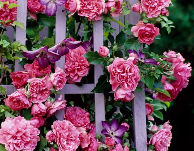 Růže Rosarium Uetersen