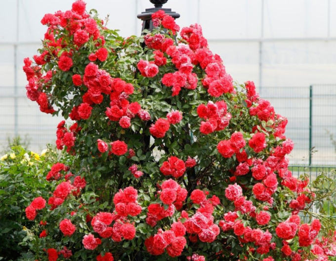 Růže Rosarium Uetersen