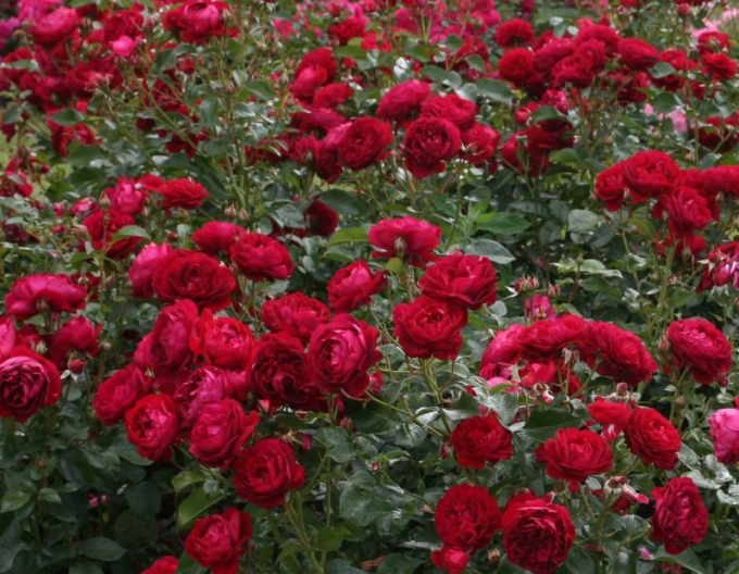 Růže Bordeaux