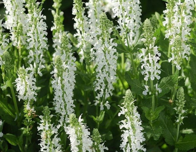 Šalvěj Schneehugel