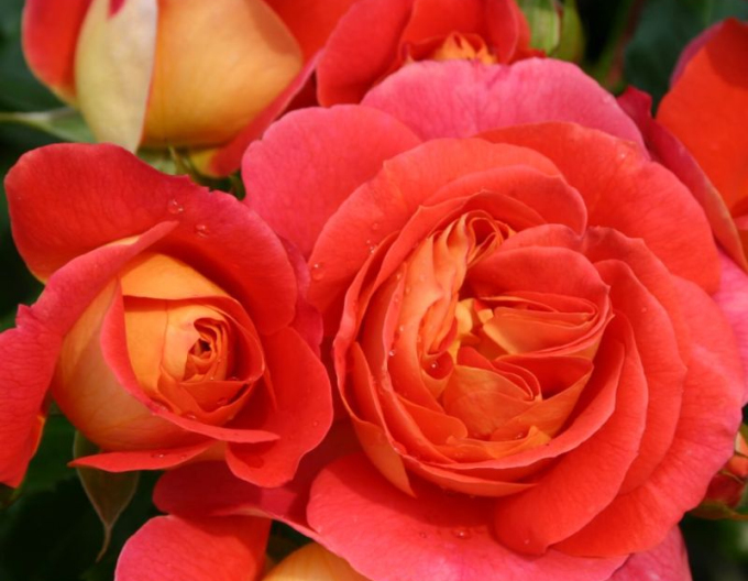 Růže ´Gebrüder Grimm´