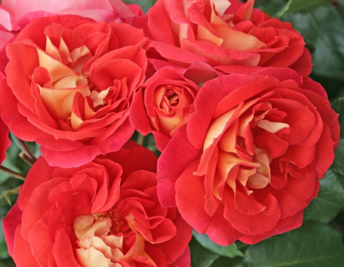 Růže ´Gebrüder Grimm´