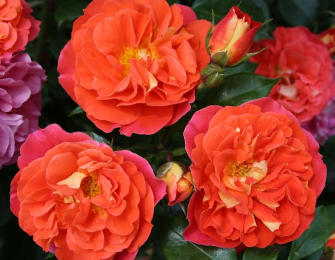 Růže ´Gebrüder Grimm´