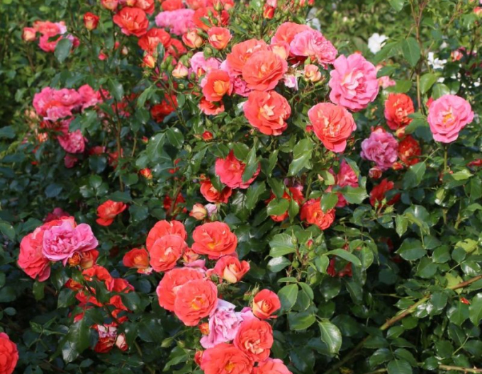 Růže ´Gebrüder Grimm´