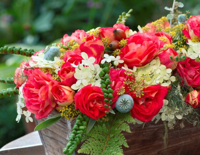 Růže ´Gebrüder Grimm´