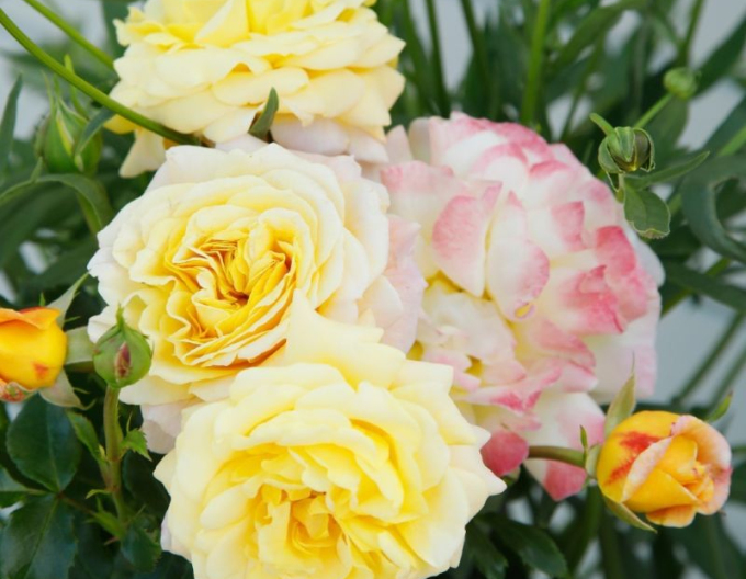 Růže ´Rose der Hoffnung´