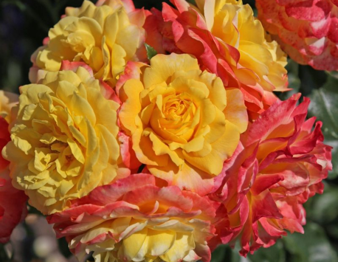 Růže ´Rose der Hoffnung´