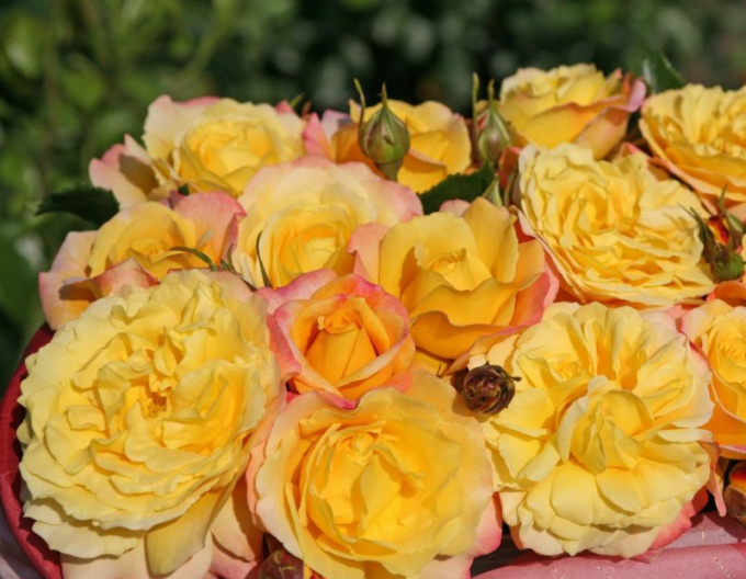 Růže ´Rose der Hoffnung´