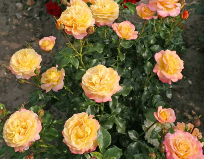 Růže ´Rose der Hoffnung´