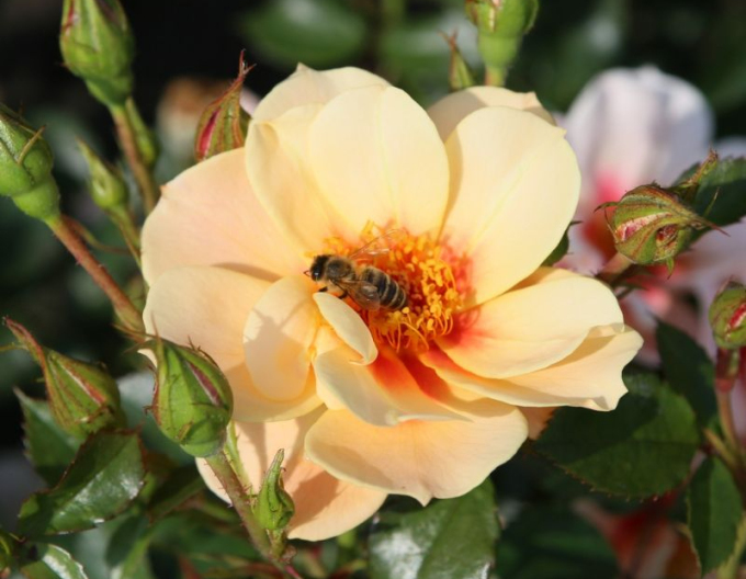 Růže ´See You in Apricot´