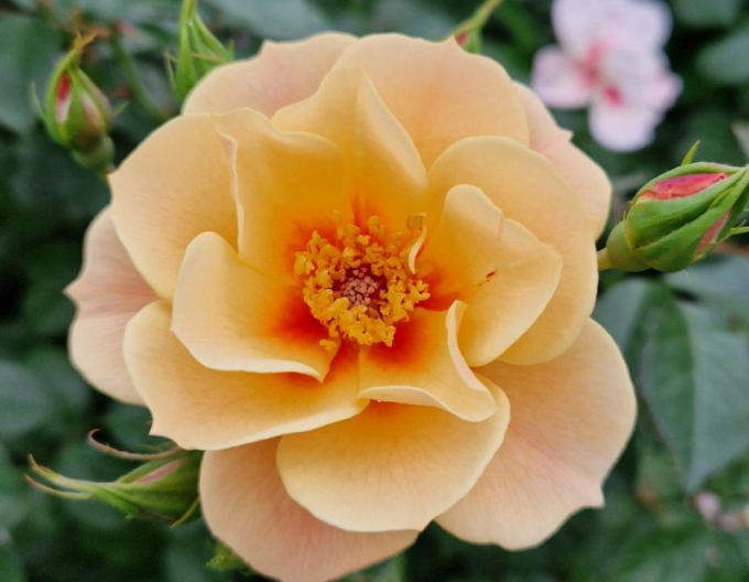 Růže ´See You in Apricot´