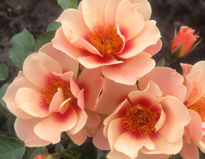 Růže ´See You in Apricot´