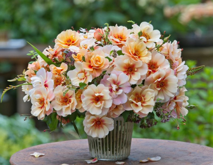 Růže ´See You in Apricot´