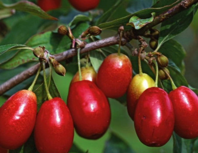 Dřín obecný ´Jolico´ 160cm